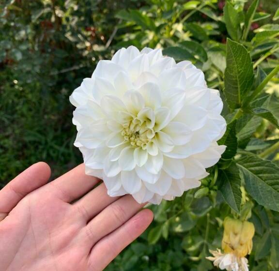 پانسیون Guest House Aiym