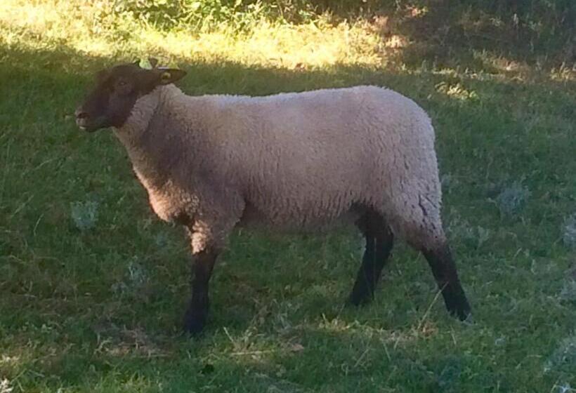 Bed and Breakfast La Crepelliere