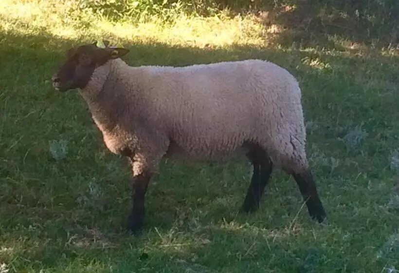 Aamiaismajoitus (B&B) La Crepelliere