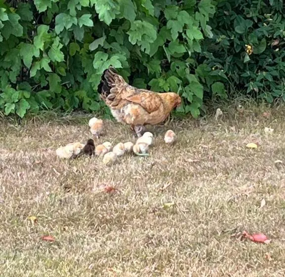 Aamiaismajoitus (B&B) La Crepelliere