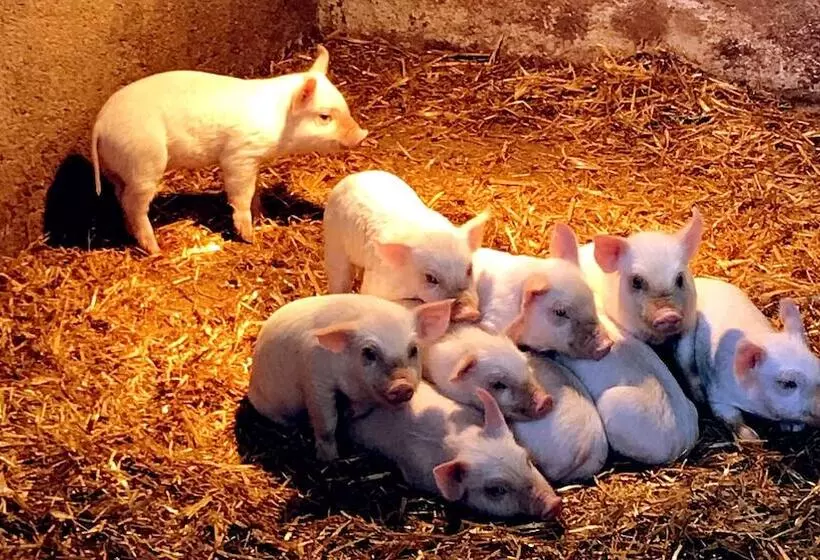 Aamiaismajoitus (B&B) Pian D Isola Agriturismo