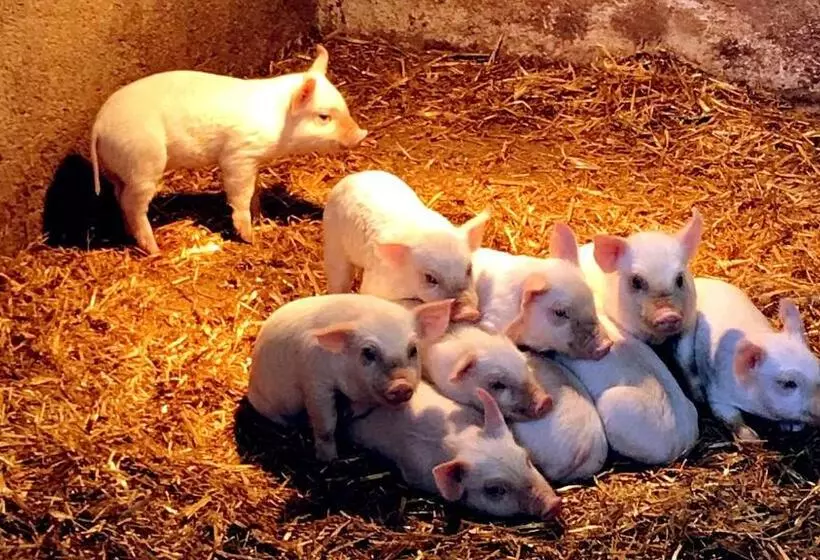 Aamiaismajoitus (B&B) Pian D Isola Agriturismo