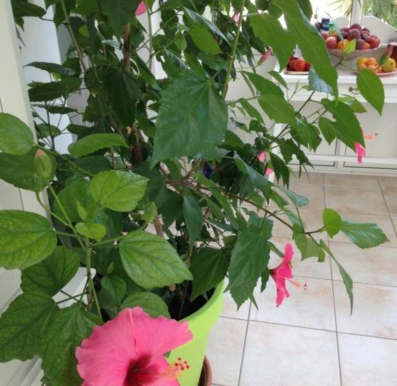 פנסיון La Chambre Colbert