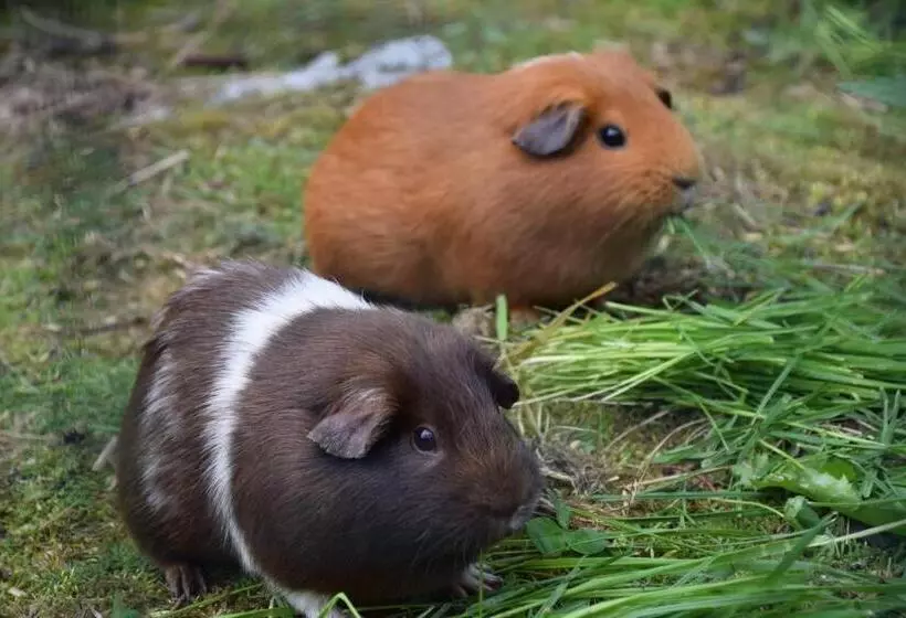 Majatalo Penzion Ida