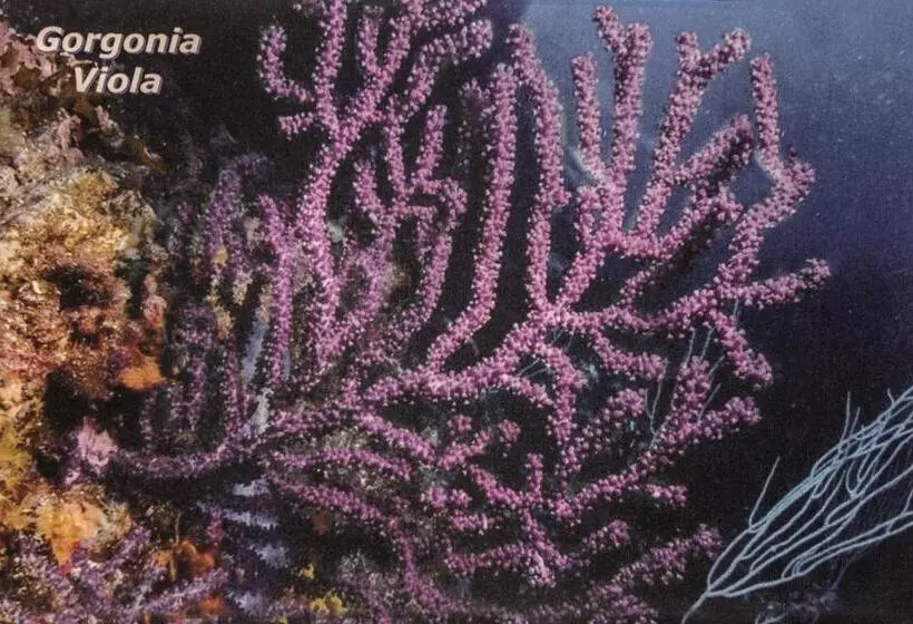 ベッドアンドブレックファースト I Coralli Rooms & Apartments