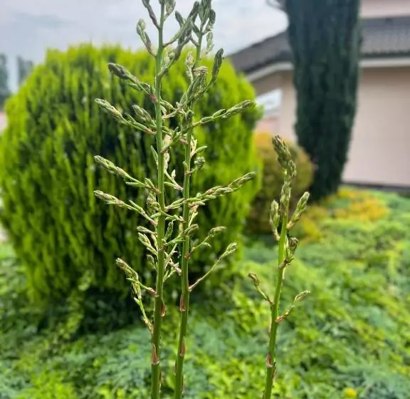 Spa & Wellness Hotel Orchidea