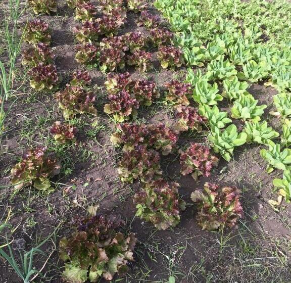 פנסיון The Lighthouse Room