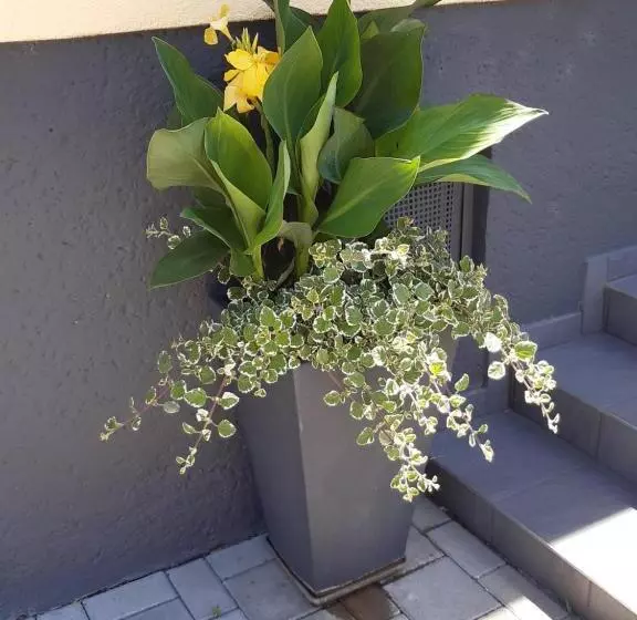 Appartement Ferienwohnung Lang