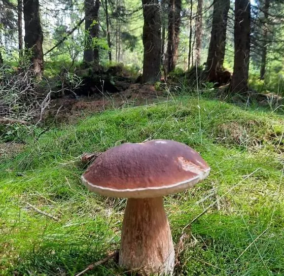 Velký Apartmán Cihlarka