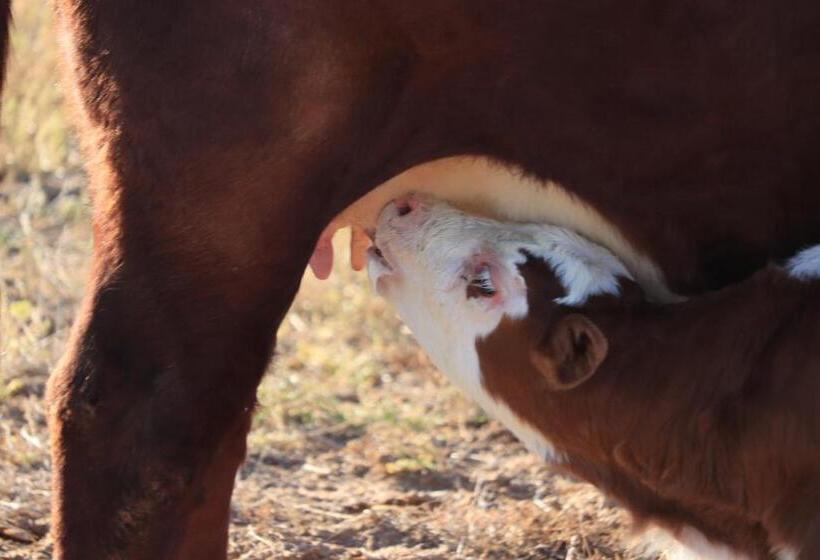 Blou Porselein Guestfarm
