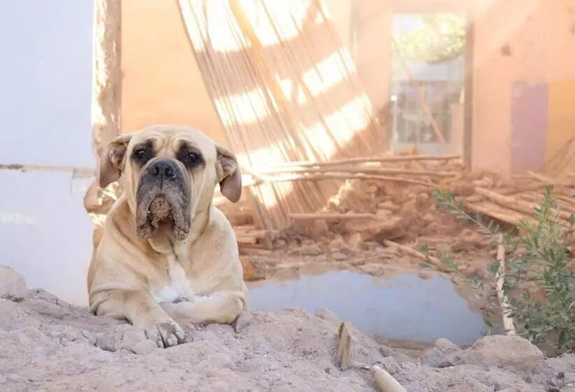 Blou Porselein Guestfarm