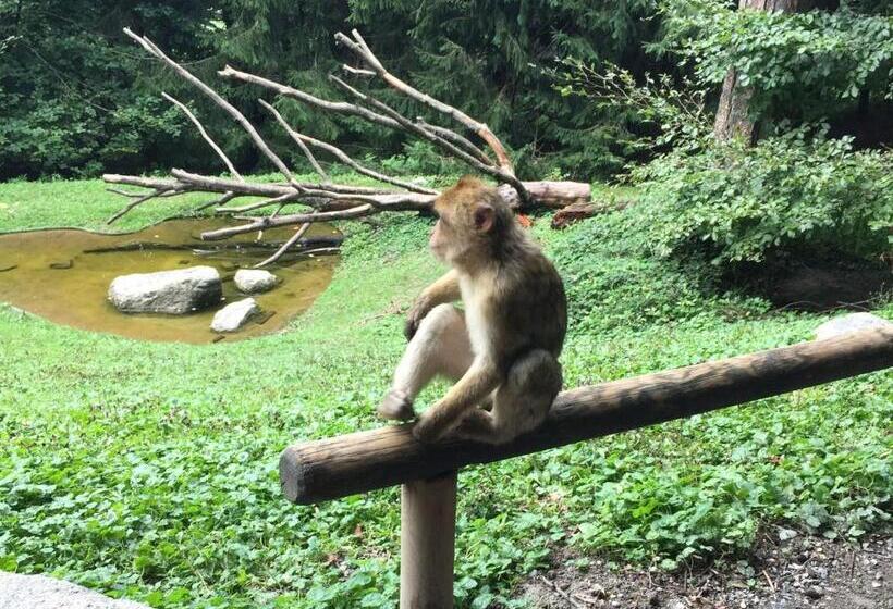 Ferienwohnung Blick Ins Grüne