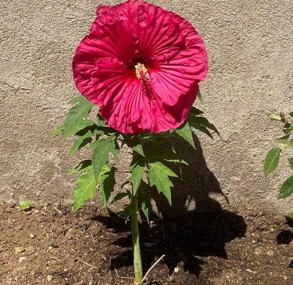 민박 Le Patio De Xénia