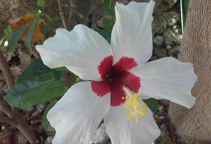 Aamiaismajoitus (B&B) Moalboal Bamboo House / Rooms