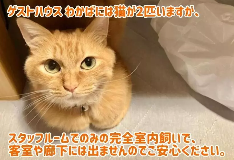 ペンション ゲストハウスわかばguesthouse Wakaba In Iwami