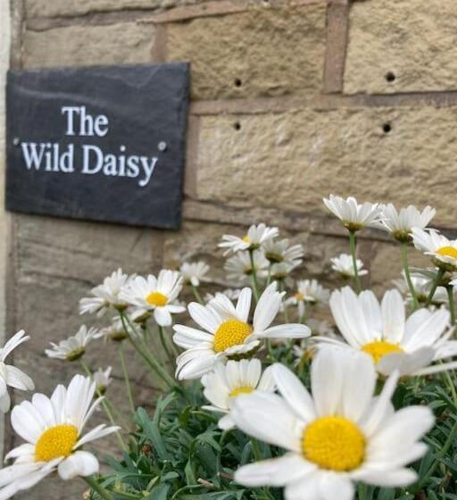 The Wild Daisy