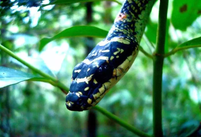 Majatalo Rainforest River Bay
