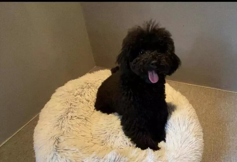 ペンション 1日1組限定 犬と泊まれる古民家宿 Wanco Minca わんこみんか