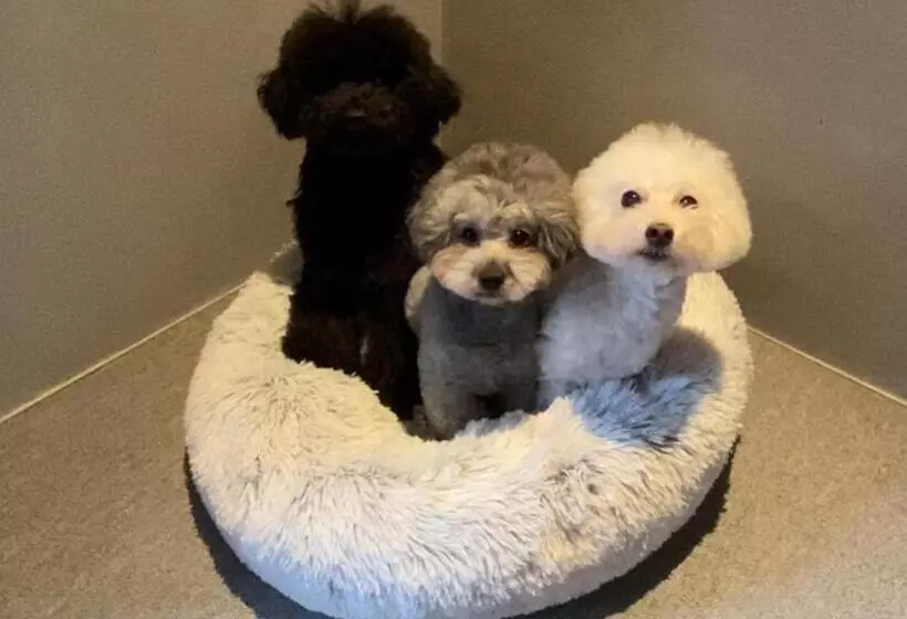 ペンション 1日1組限定 犬と泊まれる古民家宿 Wanco Minca わんこみんか