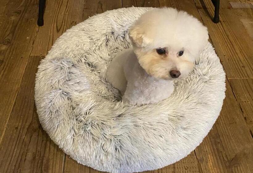 ペンション 1日1組限定 犬と泊まれる古民家宿 Wanco Minca わんこみんか