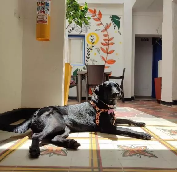 پانسیون Casa Flor Hostel & Drinks