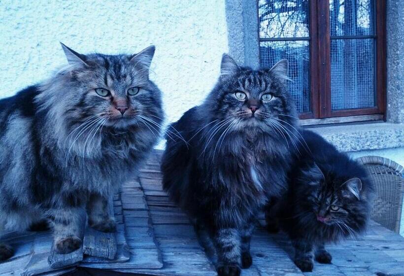 Bio Bauernhof Rettenbachgut