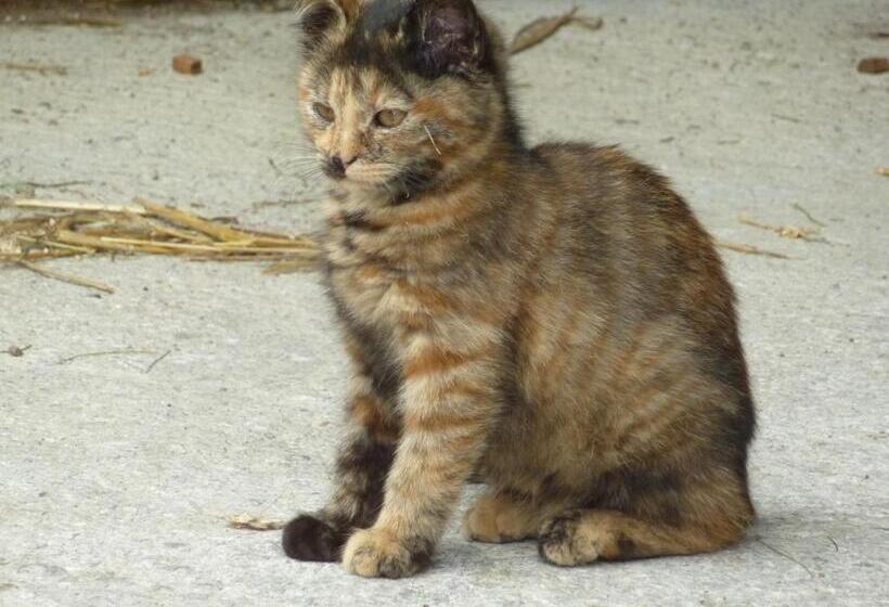 Bio Bauernhof Rettenbachgut