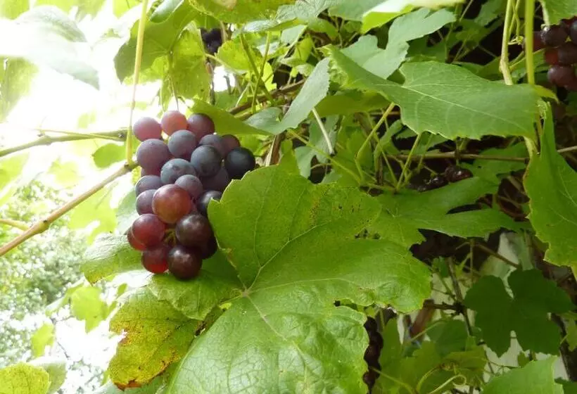 Bio Bauernhof Rettenbachgut