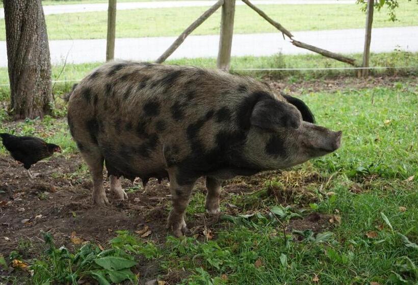 Bio Bauernhof Rettenbachgut
