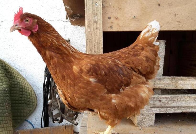 Bio Bauernhof Rettenbachgut