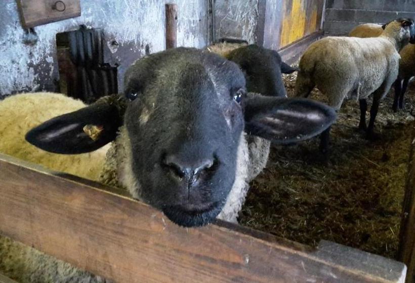 Bio Bauernhof Rettenbachgut