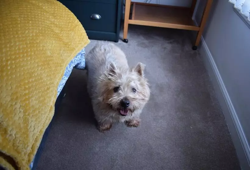 The Paisley Penthouse   Stunning View Of The Abbey