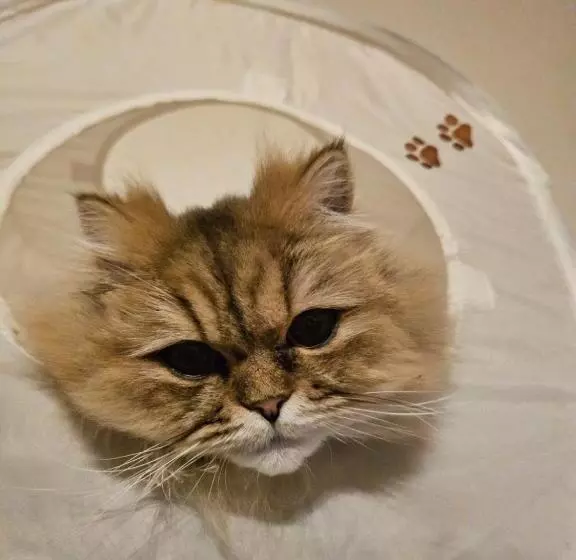 ニャー助のホテルん