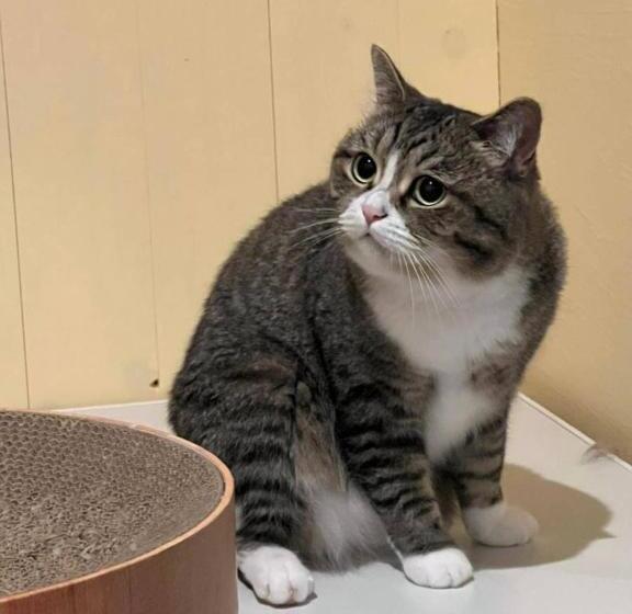 ニャー助のホテルん