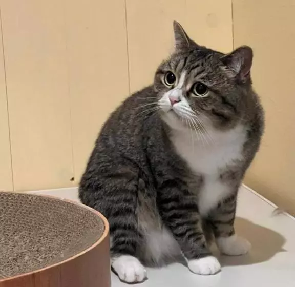 ニャー助のホテルん