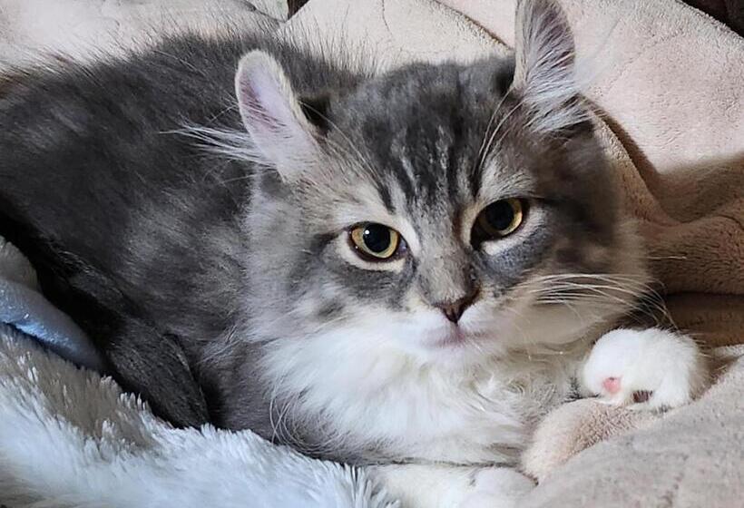 ニャー助のホテルん