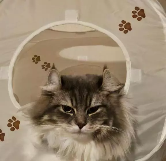 ニャー助のホテルん