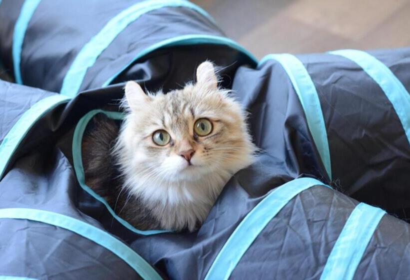 ニャー助のホテルん