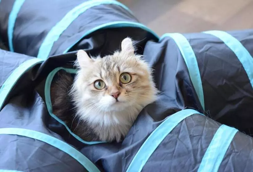 ニャー助のホテルん