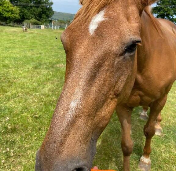 Idlewild Animal Sanctuary Farmhouse Stay   Charity