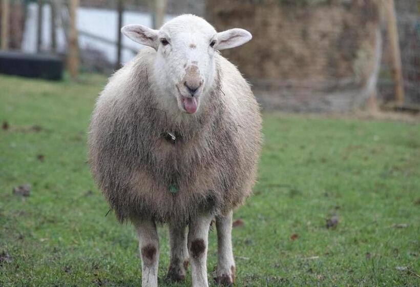 Idlewild Animal Sanctuary Farmhouse Stay   Charity