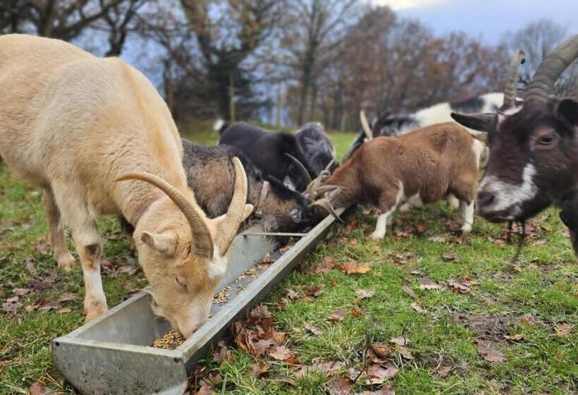 Idlewild Animal Sanctuary Farmhouse Stay   Charity