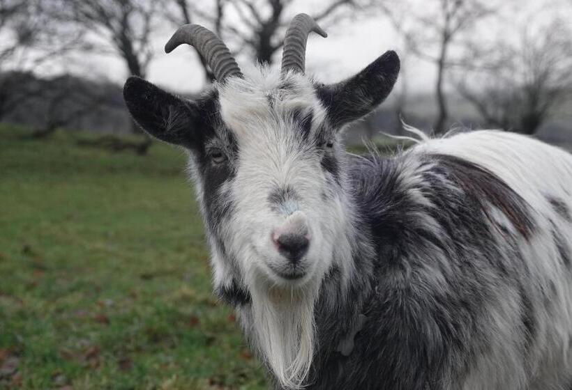 Idlewild Animal Sanctuary Farmhouse Stay   Charity