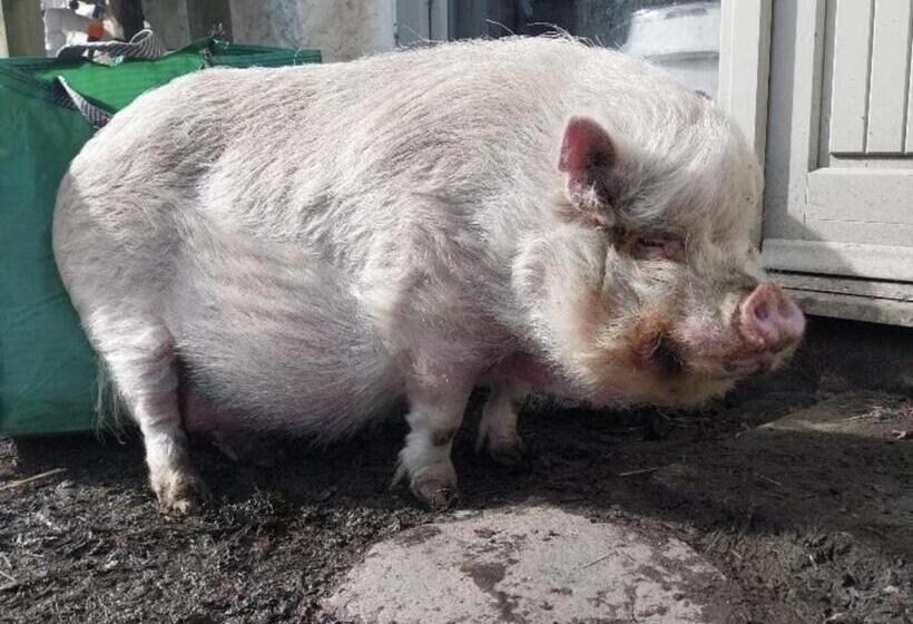 Idlewild Animal Sanctuary Farmhouse Stay   Charity