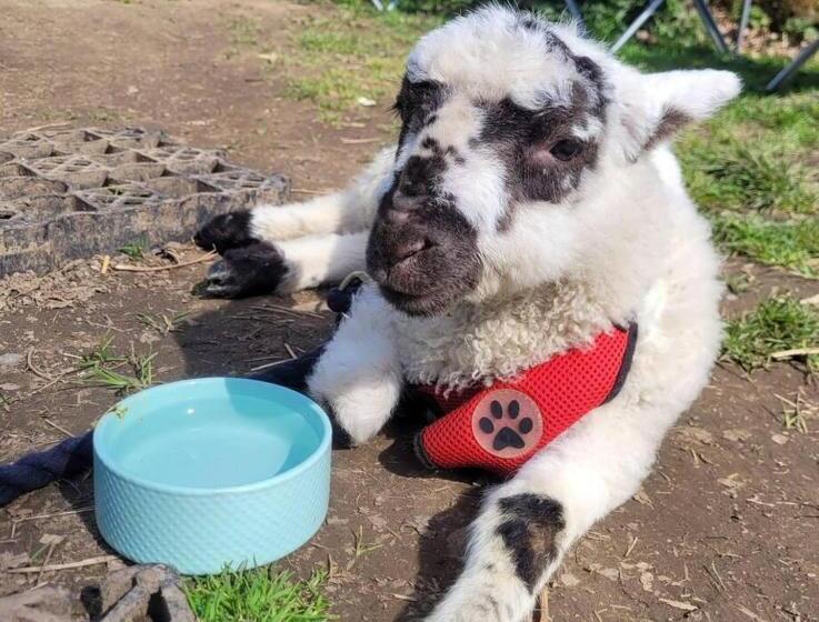 Idlewild Animal Sanctuary Farmhouse Stay   Charity