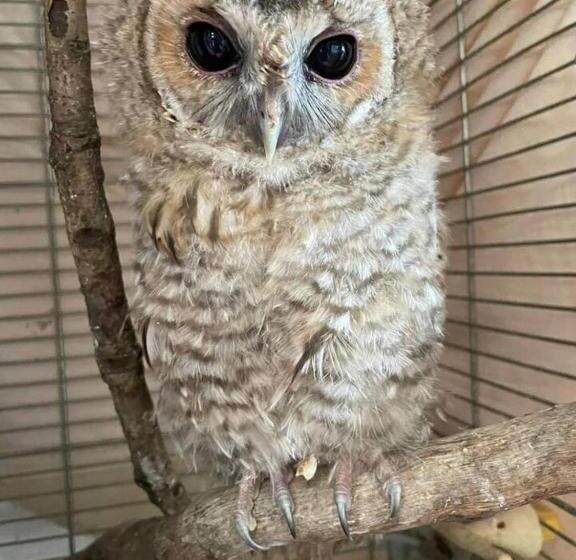 Idlewild Animal Sanctuary Farmhouse Stay   Charity