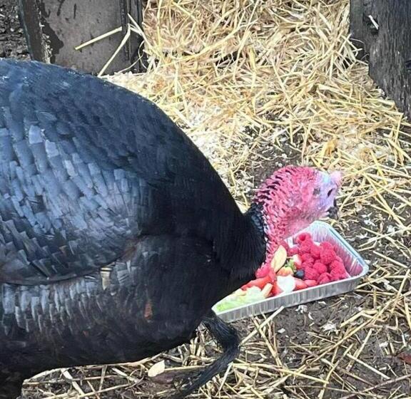 Idlewild Animal Sanctuary Farmhouse Stay   Charity