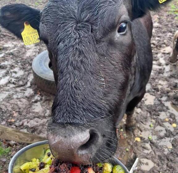 Idlewild Animal Sanctuary Farmhouse Stay   Charity