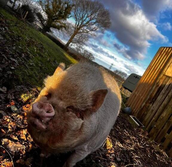 Idlewild Animal Sanctuary Farmhouse Stay   Charity