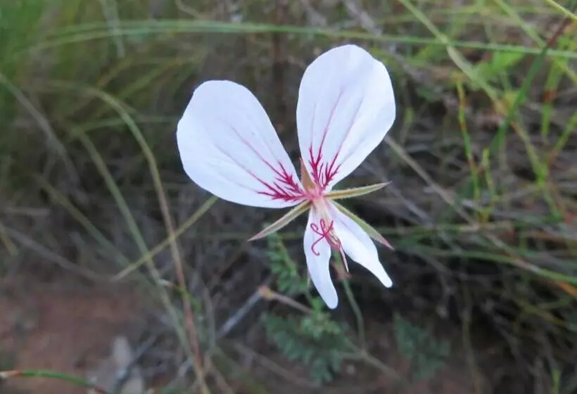 Joel S Off Grid Cottage In The Klein Karoo
